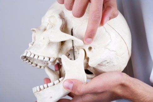 Model jaw and skull bone before T M J therapy